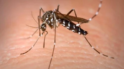 Imagen de un mosquito tigre
