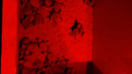 Las primeras 66 crías del primer nido de la tortuga Diana comienzan su viaje hacia el mar en las playas de Dénia esta madrugada