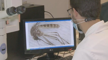 Investigadores de la UEx estudian el mosquito que transmite el virus del Nilo