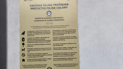 Aviso sobre la colonia de gatos del Templo Romano de Córdoba