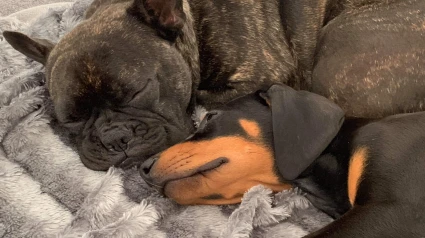 Perritas Doberman y Bulldog francés