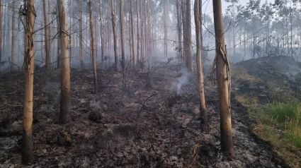 Zona calcinada en este fuego de As Pontes