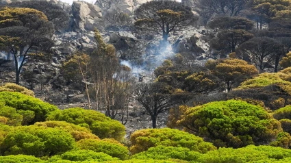 06/08/2025 Vegetación quemada en el incendio en Tarifa, A 6 de agosto de 2025 en Tarifa, Cádiz (Andalucía, España). El Servicio de Emergencias de Andalucía 112, dependiente de la Consejería de Presidencia, Interior y Diálogo Social, ha informado de que más de un centenar de efectivos del Plan Infoca continúan en la madrugada de este miércoles trabajando sobre el terreno en el incendio forestal declarado en la tarde del martes en el paraje La Peña, Tarifa (Cádiz).POLITICA Francisco J. Olmo - Europa Press