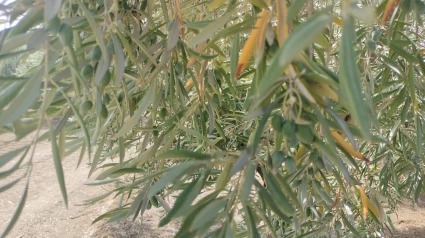 Olivar en verano