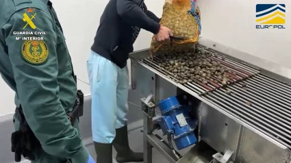 Almejas incautadas por la Guardia Civil