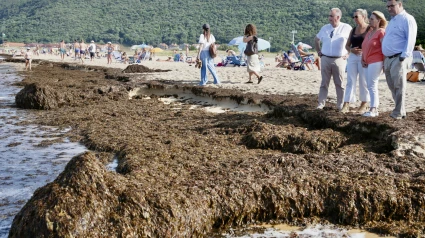Algas en la playa de Trengandin en Noja.