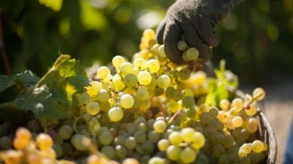 Comienzo de la vendimia en la DOC Rioja