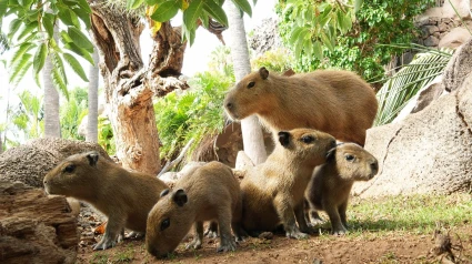 Foto capibaras