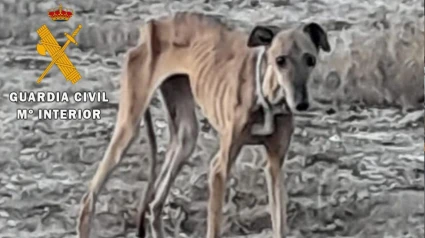 Guardia Civil ha investigado a un vecino de la Ribera como presunto autor de un delito de abandono de animal domestico