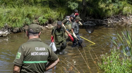 Momento del rescate de peces en el río Tera protagonizado por agentes y celadores de Medio Ambiente de la Junta