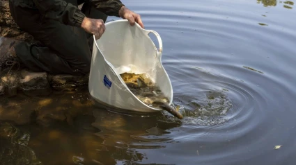 Los peces son capturados mediante pesca eléctrica y trasladados a otras zonas del río con caudal suficiente para su supervivencia