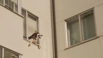 Imagen del perro atrapado antes de ser rescatado por los policías y los bomberos de Lugo