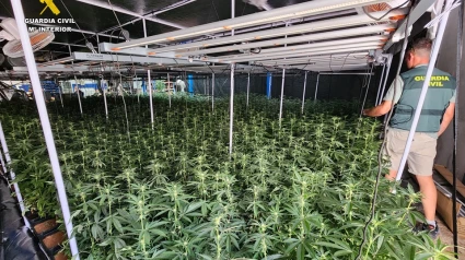 Plantación de marihuana