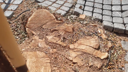 Imatge de la soca d'un arbre tallat a Rovira Roure