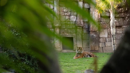 Tigre de Sumatra Bioparc Fuengirola