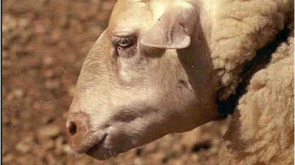 Oveja