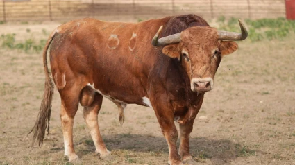 Uno de los toros de la ganadería de Antonio Bañuelos
