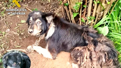 Perro abandonado en Cantabria.