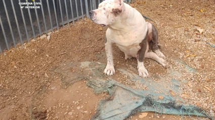 Un investigado en Benicarló por maltrato animal