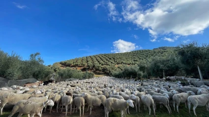 Rebaño de ovejas