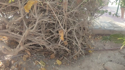 Estado del Parque de la Estación de Almendricos