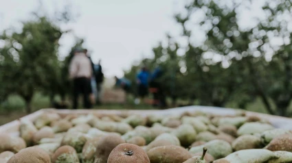 Comienza la recolección de peras DOP Rincón de Soto
