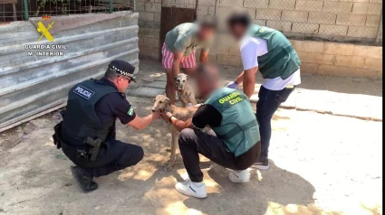 Dos detenidos por el robo y la mutilación de dos galgos de competición en Villanueva del Ariscal.