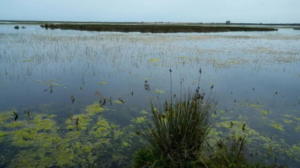 Balsa de agua en el Parque Nacional de Doñana
