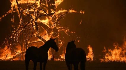 Animales afectados en incendios
