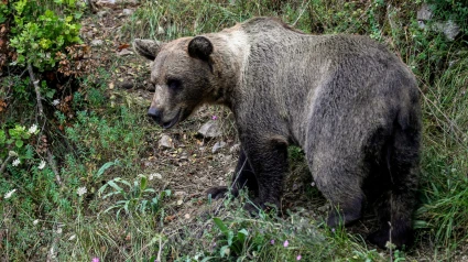 Un oso pardo en la naturaleza, en el concejo de Somiedo