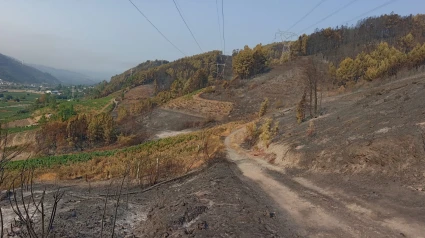 Viñedos entre los incendios de Ourense
