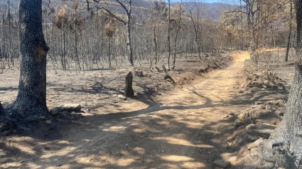 Camino arrasado por el fuego en Laza (Ourense)