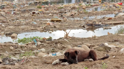 Un cachorro abandonado