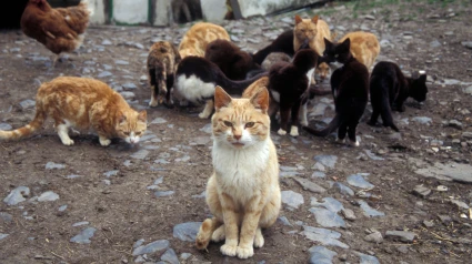 Un grupo de gatos en la calle