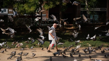 Un jubilado alimenta palomas en un parque cerca de la Sagrada Familia durante una ola de calor en Barcelona