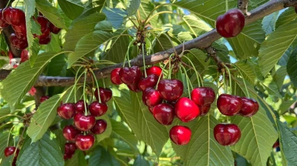 Aragón, principal productor nacional de cerezaEl Consejo Regulador de la Denominación de Origen Protegida 'Cereza del Jerte' cierra una campaña "muy positiva", con unas cifras de certificación de 300.000 kilos de cereza y un millón de picota, unos datos que superan los obtenidos en 2024, en el que la producción se vio muy afectada por las lluvias caídas durante los meses de recolección.ECONOMIA EXTREMADURA ESPAÑA EUROPA CÁCERES EMPRESASDenominación de Origen Protegida Cereza del Jerte