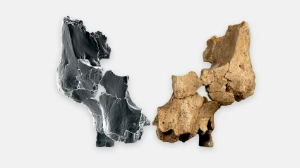 (Foto de ARCHIVO)Fósil original junto al lado derecho reflejado mediante técnicas de imagen 3D del rostro de un homínido asignado a Homo affinis erectusREMITIDA / HANDOUT por MARIA D. GUILLEN / IPHES-CERCAFotografía remitida a medios de comunicación exclusivamente para ilustrar la noticia a la que hace referencia la imagen, y citando la procedencia de la imagen en la firma12/3/2025
