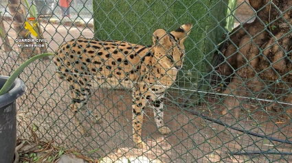 La Guardia Civil ha podido desmantelar un zoo clandestino en Nules (Castellón)