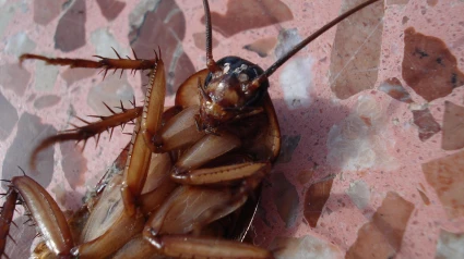 Cucaracha
