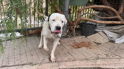 Imagen del perro que se encontraba en situación de abandono