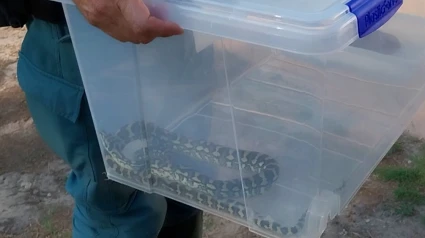 Agente traslada la serpiente