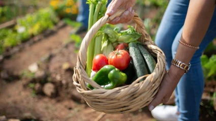 El alimento que no puede faltar en tu huerta en esta época del año: "Es el rey..."