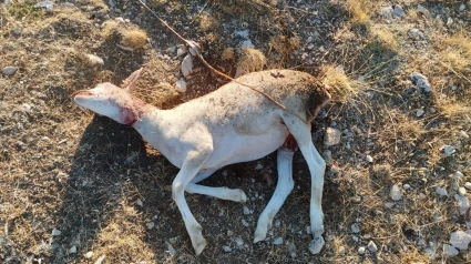 Oveja herida tras el ataque de un zorro en el Altiplano de Granada