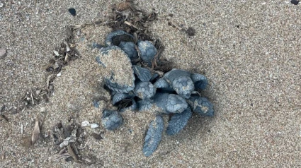 Diana vuelve a ser madre: nacen 62 nuevas tortuguitas en Dénia