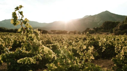 Viñedos característicos de la zona del Empordà