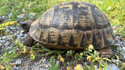 Imagen de una Tortuga Mora