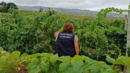 Inspecciones de filoxera en Tenerife