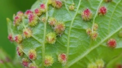 Plaga de filoxera