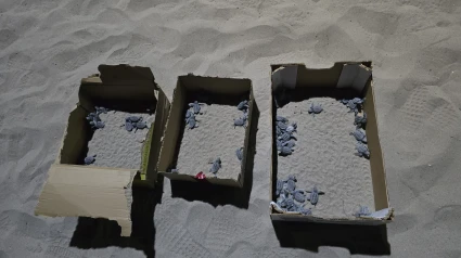 Imagen de las tortugas en la playa de El Campello