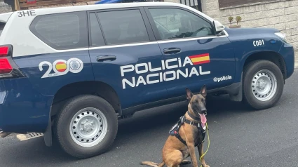 Dos perros adiestrados de la Policía Nacional se han sumado este miércoles a las labores de búsqueda de la anciana desaparecida